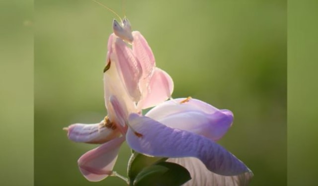 Orchid Mantis. Foto: Capture Youtube National Geographic