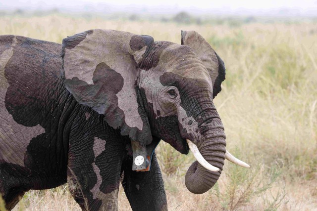 Gajah yang sudah dipasang kalung pelacak di Taman Nasional Amboseli, Kenya. Foto: Baz Ratner/Reuters