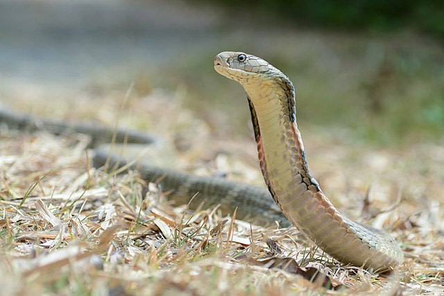Ilustrasi ular kobra. Foto: Thai National Parks via Wikimedia Commons