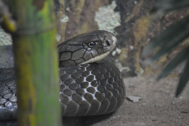Pertolongan pertama digigit ular kobra