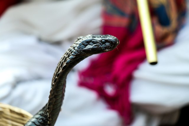 Pertama kobra ular pertolongan digigit Jangan Panik,