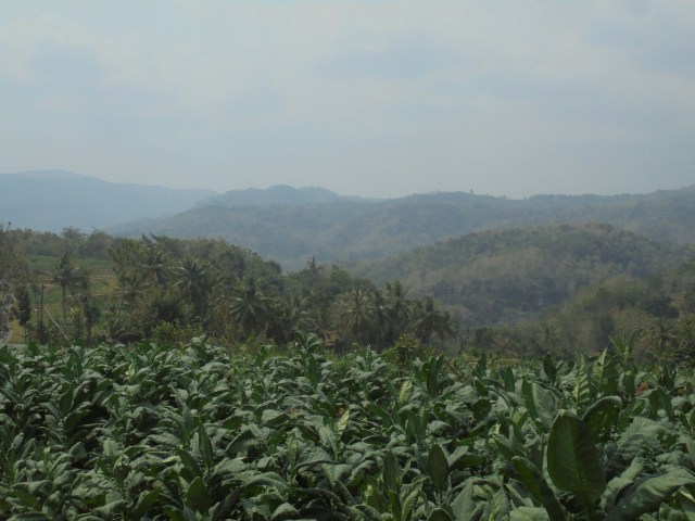 Lahan pertanian tembakau siluk di Selopamioro, Bantul, DIY. Foto: Widi Erha Pradana. 
