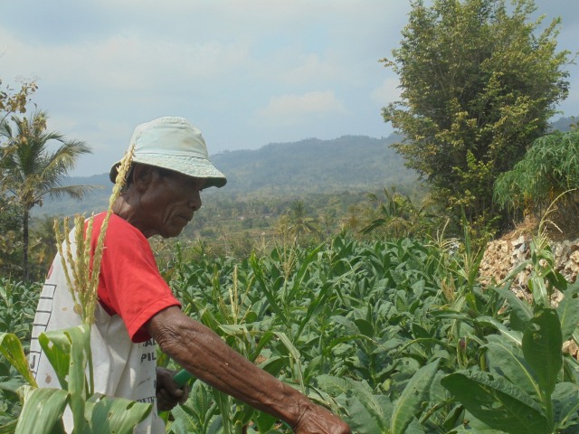 Puji Hardono, seorang petani Selopamioro Bantul sedang mengurus tembakau yang sebulan lagi siap dipanen. Foto: Widi Erha Pradana. 