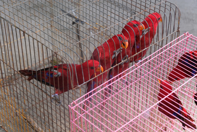 Burung endemik Maluku dikembalikan ke habitatnya. Foto: Istimewa