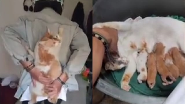 Momen Kucing Bolak-balik ke Kosan Cowok, Ternyata Minta Ditemani Lahiran (475044)