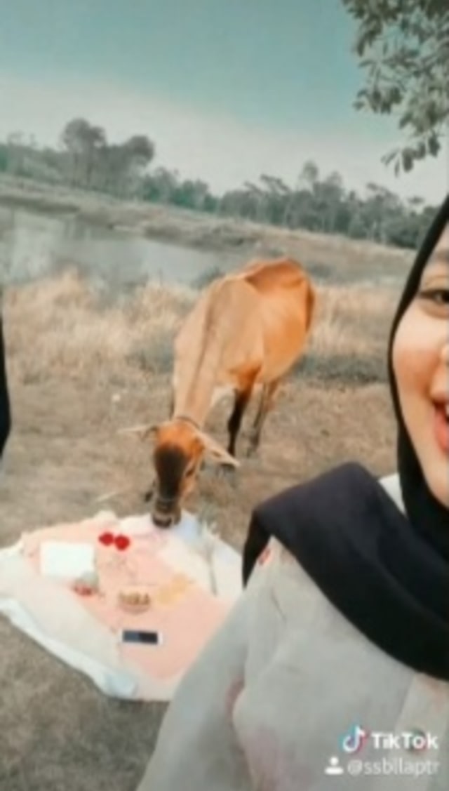 Momen kocak wanita bernama Salsabilla diganggu gerombolan sapi saat akan membuat video TikTok ala piknik estetik. (Foto: TikTok @ssbllaptr) 