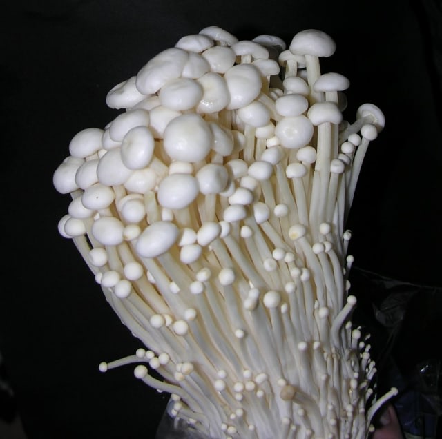 Jamur enoki. Foto: flickr/Jodi Crisp