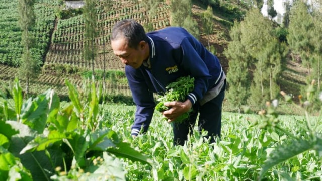 Sugiono saat panen sayur tomeo. Foto: Fs Fahmi.