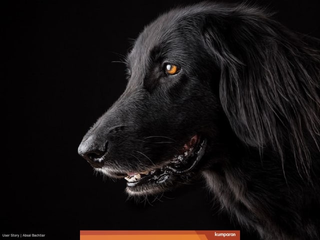 Ilustrasi anjing. Foto: kumparan