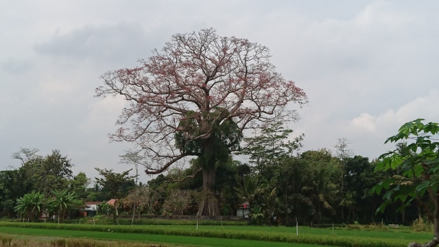 Pohon randu alas di Cibuk Lor, Sayegan, Sleman. Foto: Widi Erha Pradana. 