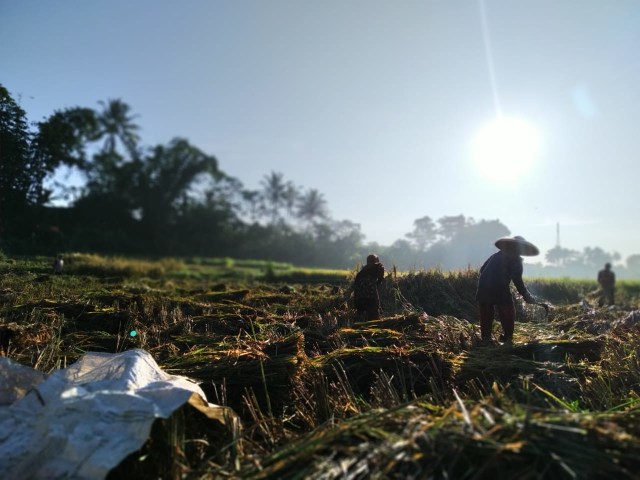 Panen Raya Petani di Desa Berdaya Cisande (Dok. RI Maman)