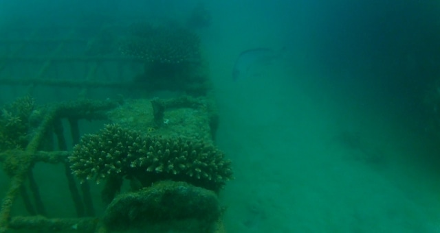 Kibarkan Bendera Merah Putih, 8 Club Diving Ini Kenalkan Wisata Bawah Laut Babel (216220)