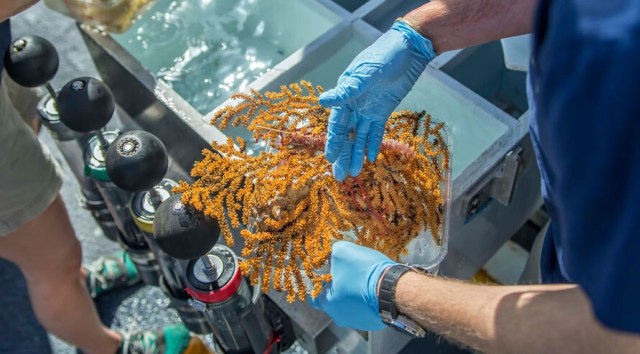 Peneliti memegang spesimen yang dikumpulkan hasil dari salah satu penyelaman ROV. Foto: Ocean Exploration Trust/Nautilus Live