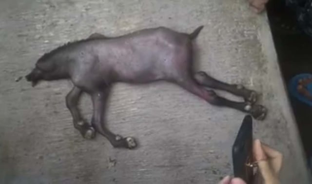 Tangkapan layar video viral anak kambing berkepala babi. Dok: Jatimnow