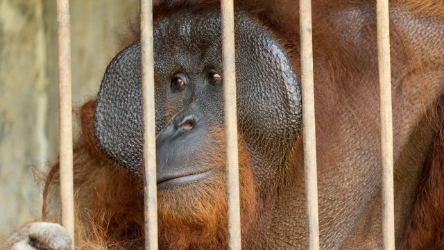 Orangutan bernama Samson saat diselamatkan di konservasi ilegal di Kendal, Jawa Tengah. Foto ini diambil pada 5 Agustus 2020. Foto: IAR Indonesia/ Heribertus / via REUTERS