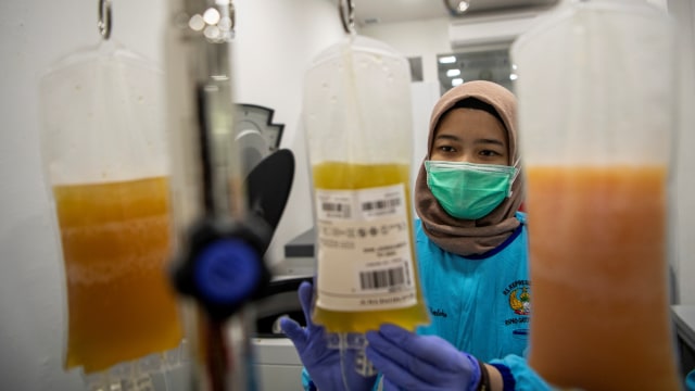Petugas medis memeriksa kantong berisi plasma konvalesen dari pasien sembuh COVID-19 di Unit Tranfusi Darah (UTD) RSPAD Gatot Soebroto Jakarta, Selasa (18/8). Foto: Nova Wahyudi/ANTARA FOTO