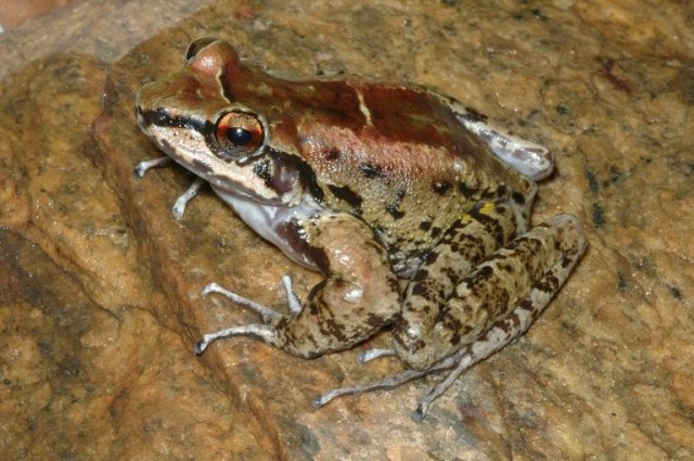 Katak Thoropa taophora Foto: Fabio De Sa, Universidade Estadual de Campinas via AFP