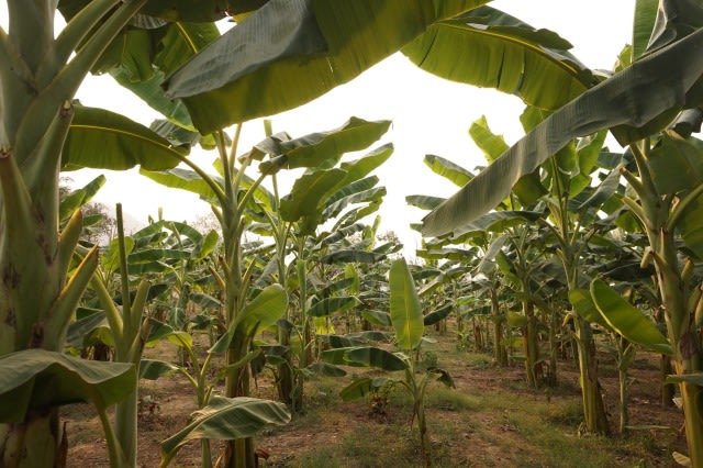 Candaan Warganet soal Daun Pisang  di Jepang  yang 