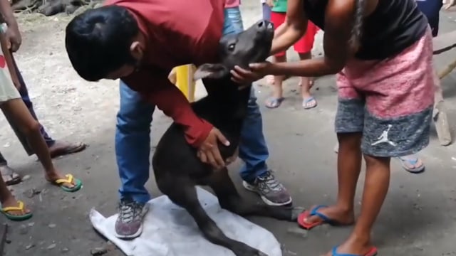 Anak kerbau ini berkaki dua seperti kangguru. (Foto: Viral Press/YouTube)