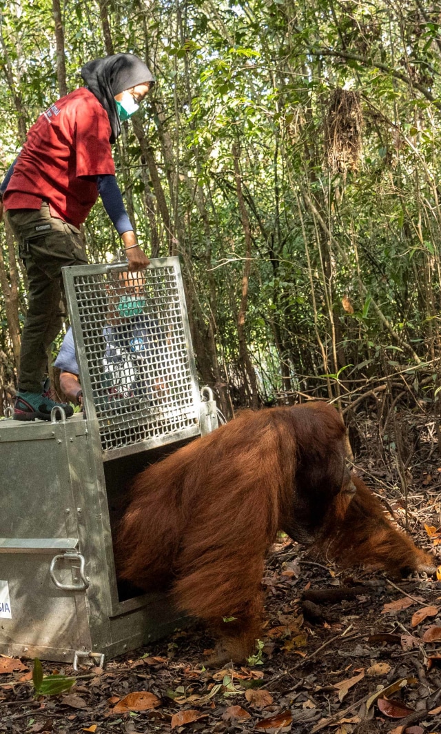 Petugas melepaskan orang utan ke hutan setelah diselamatkan dari perkebunan kelapa sawit, di Ketapang, Kalimantan Barat. Foto: International Animal Rescue (IAR) via Reuters