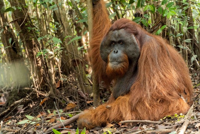 Boncel usai dilepaskan ke hutan setelah diselamatkan dari perkebunan kelapa sawit, di Ketapang, Kalimantan Barat. Foto: International Animal Rescue (IAR) via Reuters