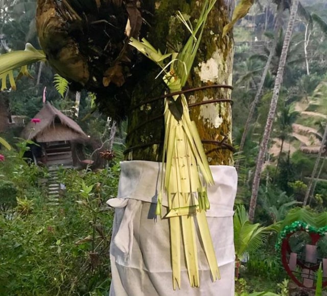 Tumpek Uduh, Hari Raya Penghormatan kepada Pohon di Bali | kumparan.com