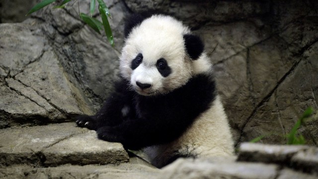 Ilustrasi bayi panda. Foto: Olivier Douliery / AFP