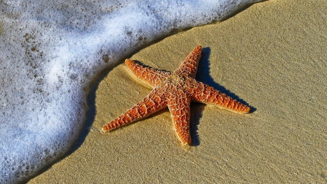 Bintang Laut. Foto: Pexels from Pixabay