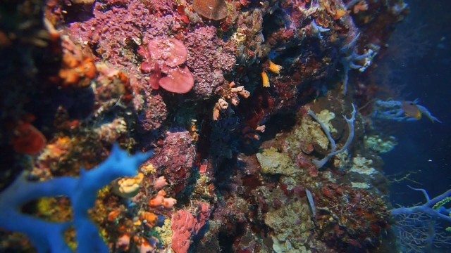 Foto: Keindahan Bawah Laut Lokasi Bekas Patahan Bumi di Perairan Pulau Babi, NTT (143010)
