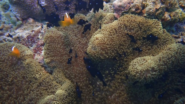 Foto: Keindahan Bawah Laut Lokasi Bekas Patahan Bumi di Perairan Pulau Babi, NTT (143011)