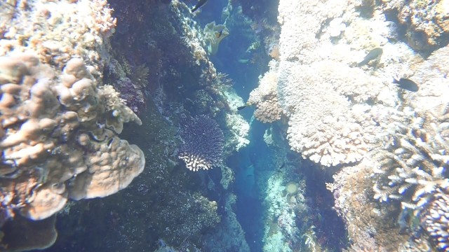 Foto: Keindahan Bawah Laut Lokasi Bekas Patahan Bumi di Perairan Pulau Babi, NTT (143012)