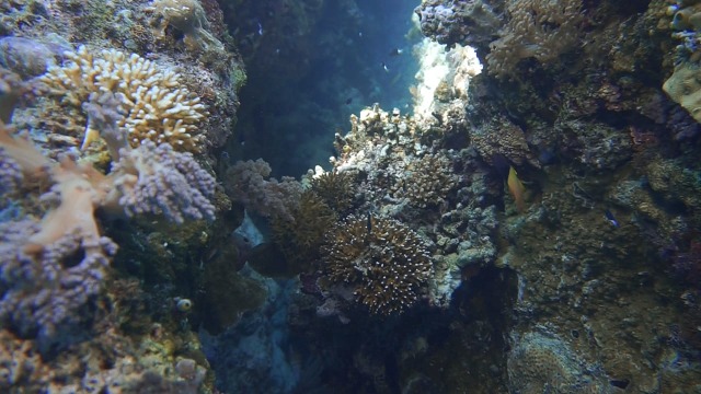 Foto: Keindahan Bawah Laut Lokasi Bekas Patahan Bumi di Perairan Pulau Babi, NTT (143013)
