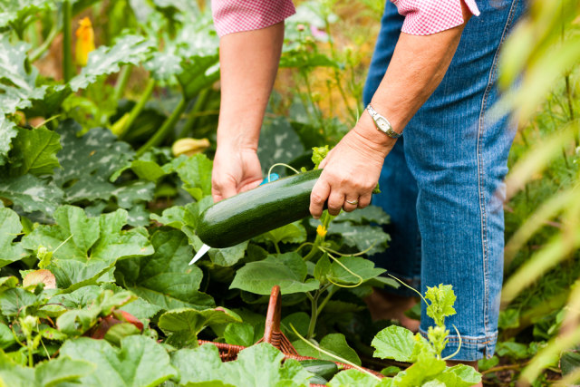 Tips Berkebun yang Aman Bagi Ibu Hamil. Foto: Dok.Shutterstock
