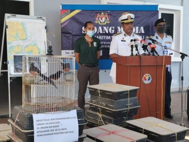 Petugas APMM merilis jika mereka berhasil menggagalkan penyelundupan 90 bakul yang berisi satwa burung murai. Total barang diperkirakan 290 ribu RM atau mencapai Rp 1 milyar. (Foto: Facebook Agensi Penguatkuasaan Maritim Malaysia)