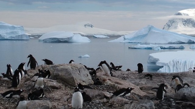 Gerombolan Penguin. Foto: melissa2760 from Pixabay