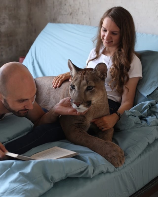 Messi, kucing raksasa puma yang menjadi hewan peliharaan pasangan Rusia. Foto: I Am Puma/Instagram