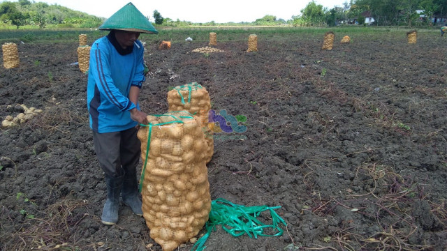 Petani di Desa Sumbangtimun Kecamatan Trucuk Kabupaten Bojonegoro yang sedang memanen Ubi Jalar. Selasa (25/08/2020)