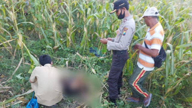 Petugas saat lakukan identifikasi mayat Paseni (74), warga Desa Kasiman Kecamatan Kasiman Bojonegoro, yang ditemukan meningal dunia di kebun. Selasa (25/08/2020)