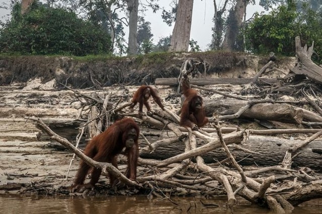 Orangutan Kalimantan terlihat di Pulau Salat saat kabut asap dari kebakaran hutan menyelimuti daerah tersebut. Foto: Getty