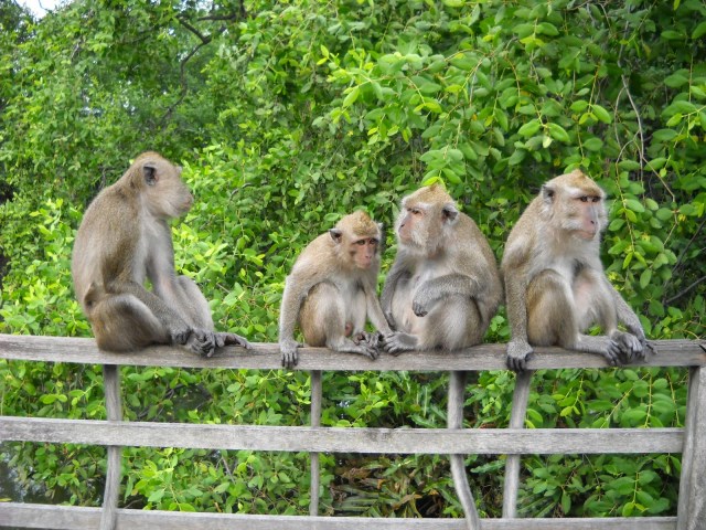 Bagaimana Cara Kita Menjaga Habitat Hewan  Agar  Terhindar 