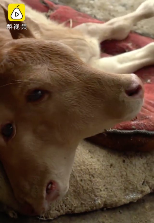 Sapi di China lahir dengan dua wajah di satu kepala Foto: Pear Video