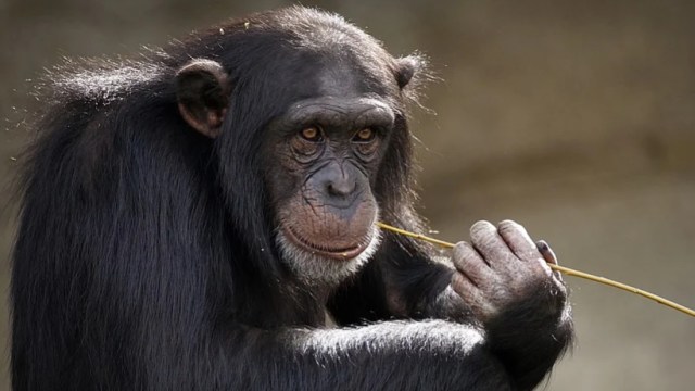Simpanse. Foto: suju from Pixabay