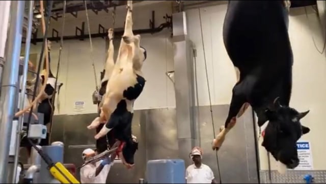 Menengok Proses Penyembelihan Hewan Secara Halal di Selandia Baru (45637)
