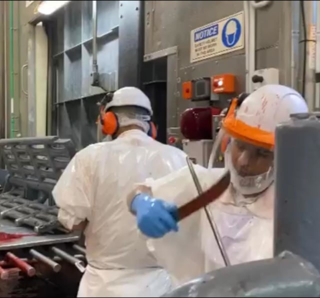Menengok Proses Penyembelihan Hewan Secara Halal di Selandia Baru (45638)