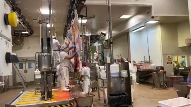 Menengok Proses Penyembelihan Hewan Secara Halal di Selandia Baru (45639)