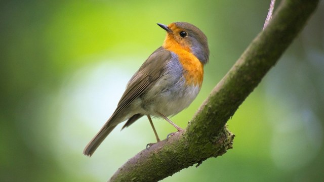 Burung Robin. Foto: EvgeniT from Pixabay