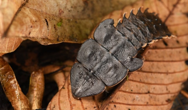 Wujud kumbang trilobite. Foto: flickr/Dash Huang