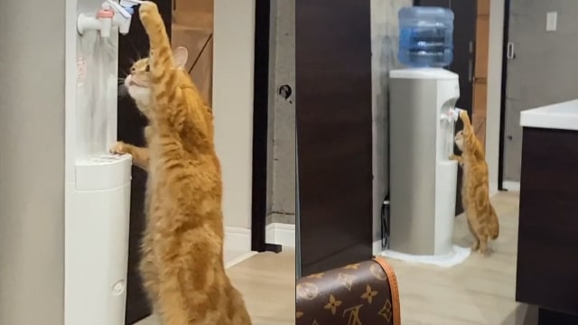 Kucing minum langsung dari dispenser. (Foto: @tamayu_/TikTok)