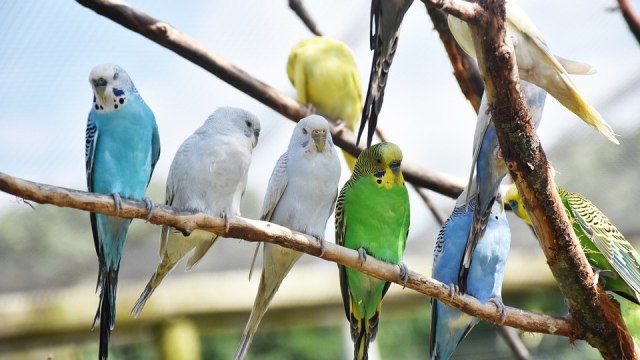 Sekelompok Burung Kakatua. Foto: Birlok from Pixabay