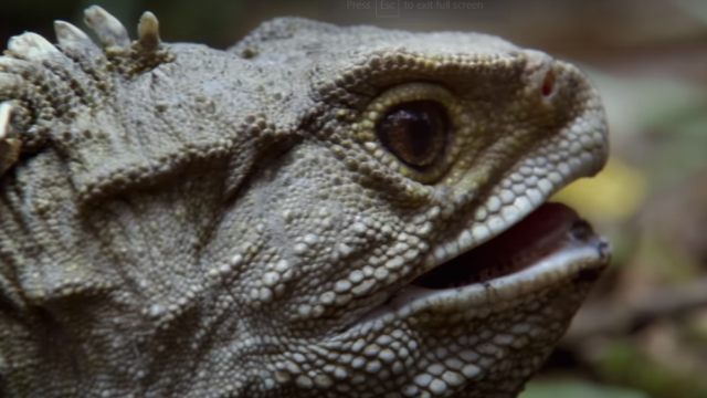 Tuatara. Foto: Screen Youtube Discovery UK